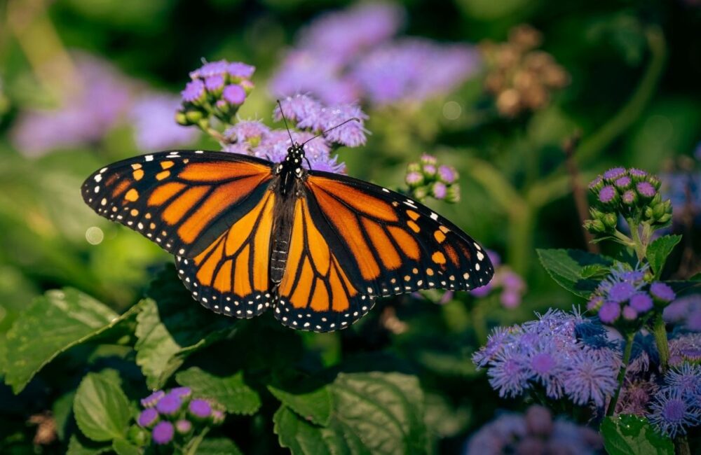 Biodiversität im Garten