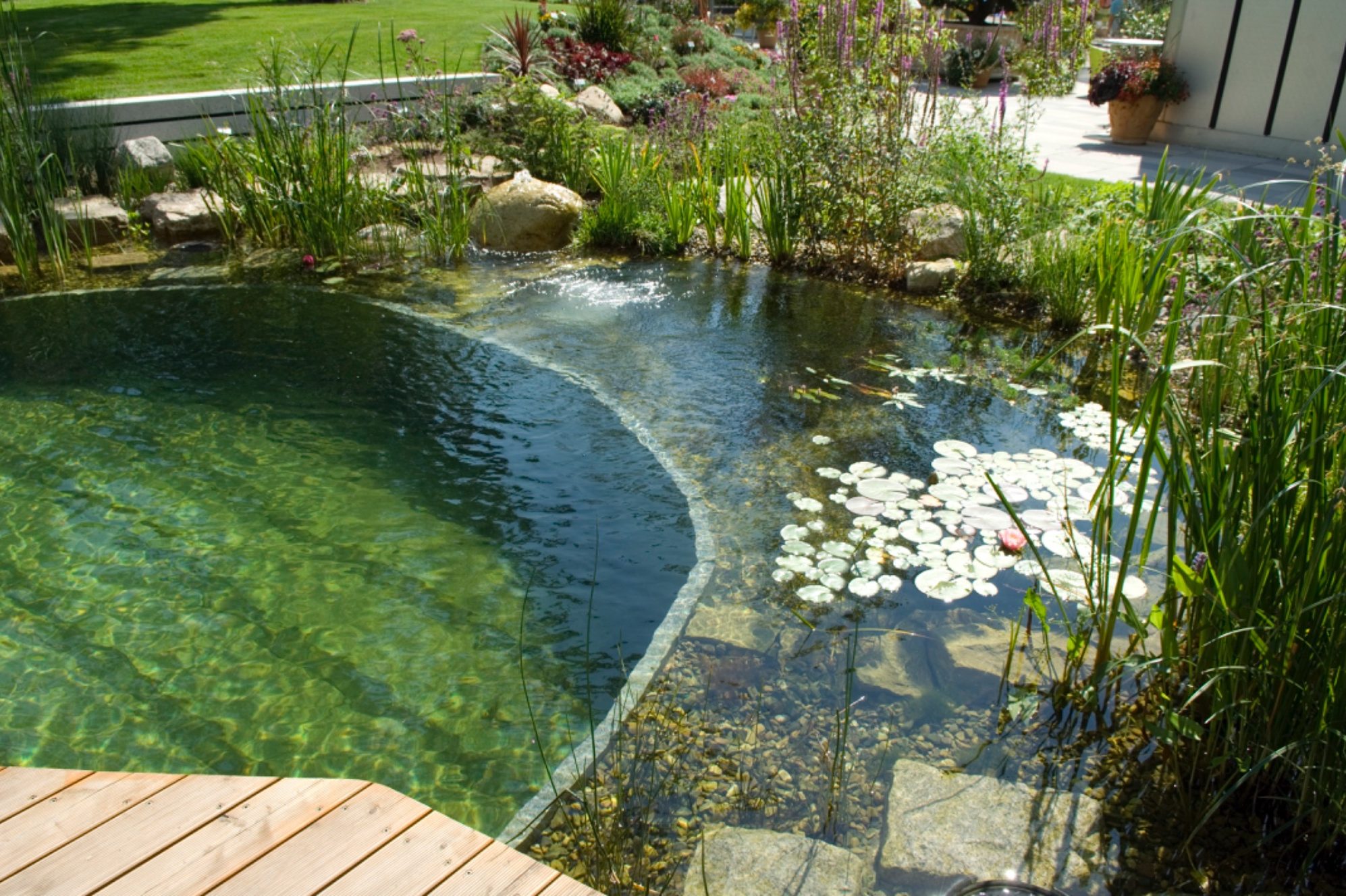 Ein naturnaher Teich mit Seerosen, unterschiedlichen Pflanzen und klarem Wasser.